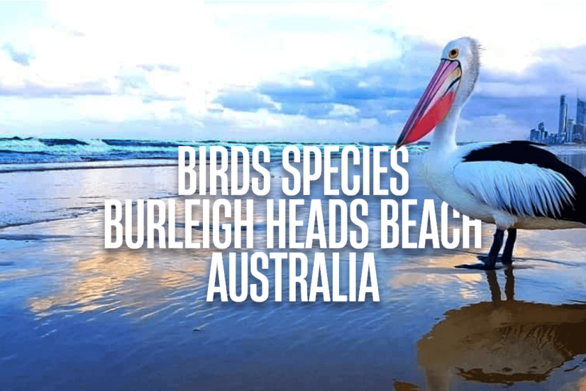 Birds Species Of Burleigh Heads Beach, Australia